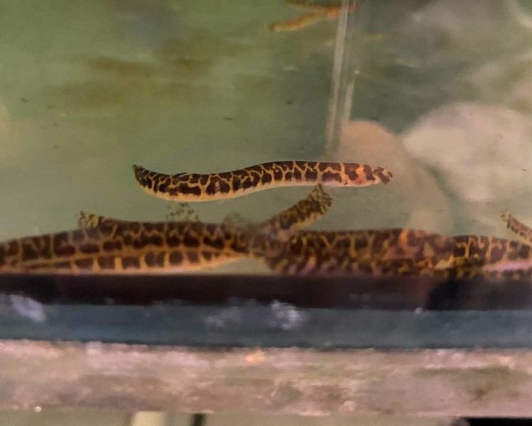 Borneo Kuhli Loach ~ 3cm